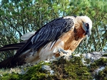 gypaete_ barbu.jpg